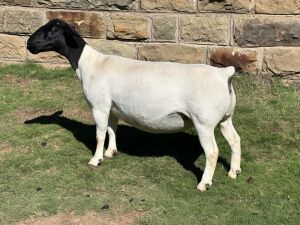 LOT 62 1X DORPER PREGNANT FLOCK OOI/EWE LEROY PHILLIPS DORPERS