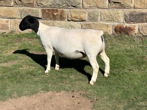 LOT 63 1X DORPER PREGNANT FLOCK OOI/EWE LEROY PHILLIPS DORPERS