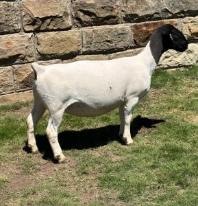 LOT 64 1X DORPER PREGNANT T5 OOI/EWE LEROY PHILLIPS DORPERS