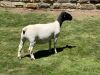 LOT 52 1X DORPER PREGNANT STUD OOI/EWE LEROY PHILLIPS DORPERS