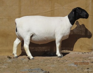 LOT 32 1X DORPER PREGNANT STUD OOI/EWE KLIPKOPPIES DORPERSTOET