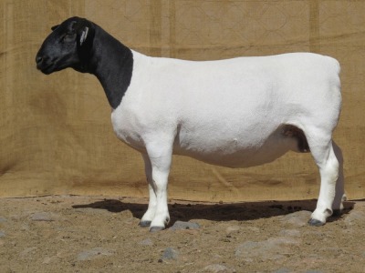 LOT 31 1X DORPER PREGNANT OOI/EWE KLIPKOPPIES DORPERSTOET