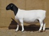 LOT 31 1X DORPER PREGNANT OOI/EWE KLIPKOPPIES DORPERSTOET - 2