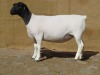 LOT 34 1X DORPER PREGNANT FLOCK OOI/EWE KLIPKOPPIES DORPERSTOET