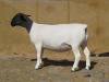 LOT 34 1X DORPER PREGNANT FLOCK OOI/EWE KLIPKOPPIES DORPERSTOET - 2