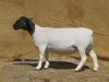 LOT 33 1X DORPER PREGNANT FLOCK OOI/EWE KLIPKOPPIES DORPERSTOET