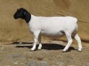 LOT 33 1X DORPER PREGNANT FLOCK OOI/EWE KLIPKOPPIES DORPERSTOET - 2