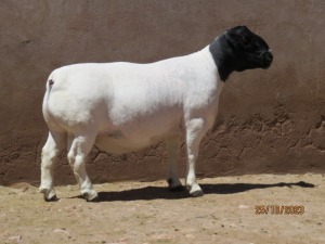 LOT 91 1X DORPER STUD RAM KLIPKOPPIES DORPERSTOET