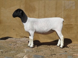 LOT 35 1X DORPER FLOCK OOI/EWE KLIPKOPPIES DORPERSTOET