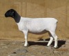 LOT 35 1X DORPER FLOCK OOI/EWE KLIPKOPPIES DORPERSTOET - 2