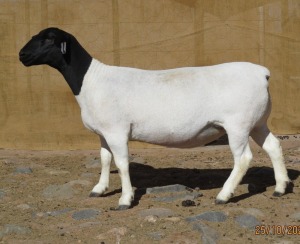 LOT 84 1X DORPER PREGNANT STUD OOI/EWE KLIPKOPPIES DORPERSTOET