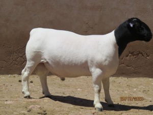 LOT 92 1X DORPER STUD RAM KLIPKOPPIES DORPERSTOET