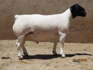 LOT 93 1X DORPER STUD RAM KLIPKOPPIES DORPERSTOET