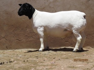 LOT 94 1X DORPER STUD RAM KLIPKOPPIES DORPERSTOET