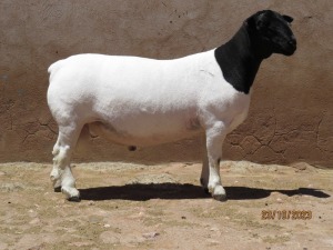 LOT 95 1X DORPER FLOCK RAM KLIPKOPPIES DORPERSTOET