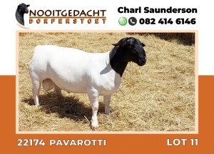 LOT 11 1X DORPER RAM T5 NOOITGEDACHT DORPERSTOET