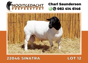 LOT 12 1X DORPER RAM T5 NOOITGEDACHT DORPERSTOET