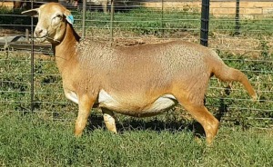 1X OOI/EWE B3 Genetics - Charles Freeme - 074 207 0007