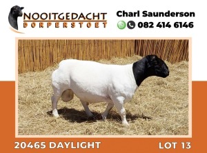 LOT 13 1X DORPER RAM T5 NOOITGEDACHT DORPERSTOET