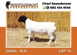 LOT 14 1X DORPER RAM FLOCK NOOITGEDACHT DORPERSTOET