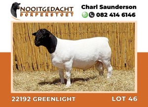 LOT 46 1X DORPER RAM STUD NOOITGEDACHT DORPERSTOET