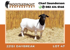 LOT 47 1X DORPER RAM T5 NOOITGEDACHT DORPERSTOET