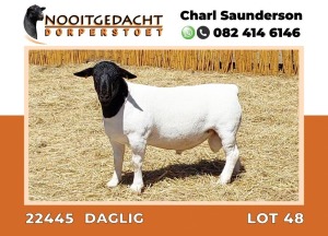 LOT 48 1X DORPER RAM T5 NOOITGEDACHT DORPERSTOET