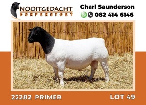 LOT 49 1X DORPER RAM T5 NOOITGEDACHT DORPERSTOET