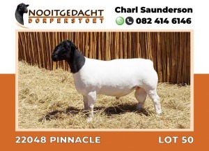 LOT 50 1X DORPER RAM STUD NOOITGEDACHT DORPERSTOET