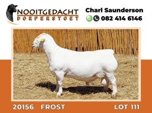 LOT 111 1X DORPER RAM T5 NOOITGEDACHT DORPERSTOET