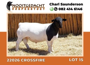 LOT 15 1X DORPER RAM T5 NOOITGEDACHT DORPERSTOET