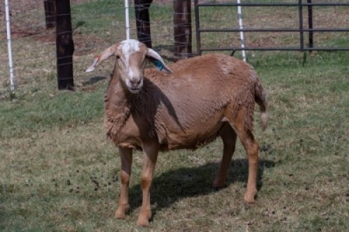 1X OOI/EWE B3 Genetics - Charles Freeme - 074 207 0007