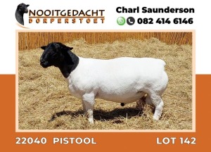 LOT 142 1X DORPER RAM FLOCK NOOITGEDACHT DORPERSTOET