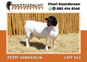 LOT 143 1X DORPER RAM T5 NOOITGEDACHT DORPERSTOET