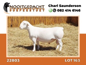 LOT 163 1X DORPER RAM STUD NOOITGEDACHT WIT DORPERSTOET