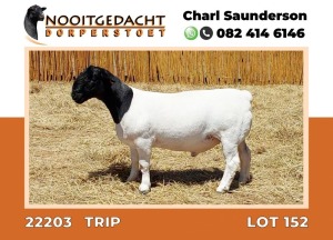 LOT 152 1X DORPER RAM FLOCK NOOITGEDACHT DORPERSTOET