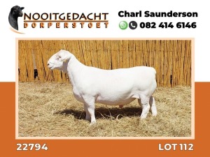 LOT 112 1X DORPER RAM STUD NOOITGEDACHT WIT DORPERSTOET