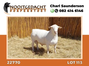 LOT 113 1X DORPER RAM T5 NOOITGEDACHT WIT DORPERSTOET