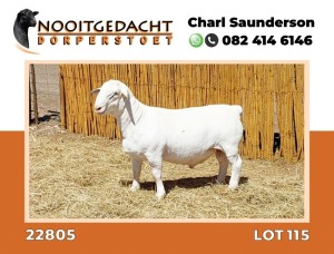 LOT 115 1X DORPER RAM STUD NOOITGEDACHT WIT DORPERSTOET