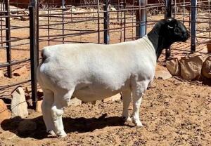 LOT 35 1X DORPER RAM T5 JH MARITZ; 082 353 5780