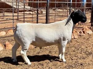 LOT 148 1X DORPER RAM STUD JH MARITZ; 082 353 5780