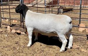 LOT 147 1X DORPER RAM T5 JH MARITZ; 082 353 5780