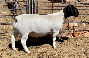 LOT 31 1X DORPER RAM T5 JH MARITZ; 082 353 5780