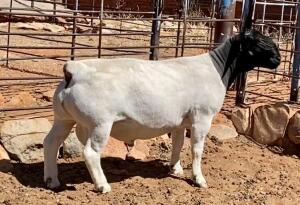 LOT 32 1X DORPER RAM T5 JH MARITZ; 082 353 5780