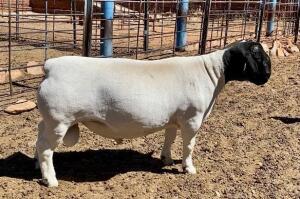 LOT 34 1X DORPER RAM T5 JH MARITZ; 082 353 5780