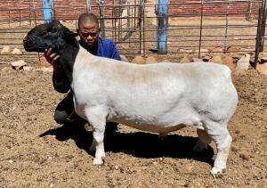 LOT 33 1X DORPER RAM T5 JH MARITZ; 082 353 5780