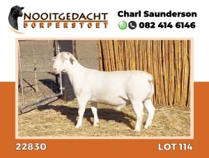 LOT 114 1X DORPER RAM STUD NOOITGEDACHT WIT DORPERSTOET