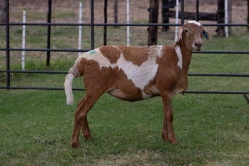 1X OOI/EWE B3 Genetics - Charles Freeme - 074 207 0007
