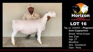 LOT 16 1X WHITE DORPER PREGNANT T5 OOI/EWE HORIZON WIT DORPERS