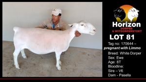 LOT 81 1X WHITE DORPER T5 OOI/EWE HORIZON WIT DORPERS